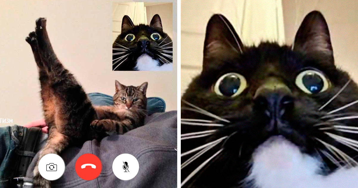 cats on video call